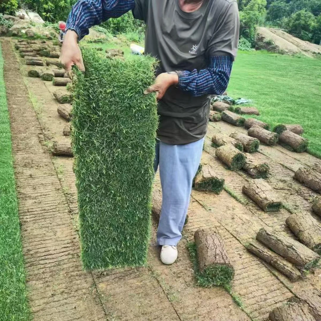 真草坪带泥土别墅花园市政绿化工程草皮庭院球场免修四季青果岭草