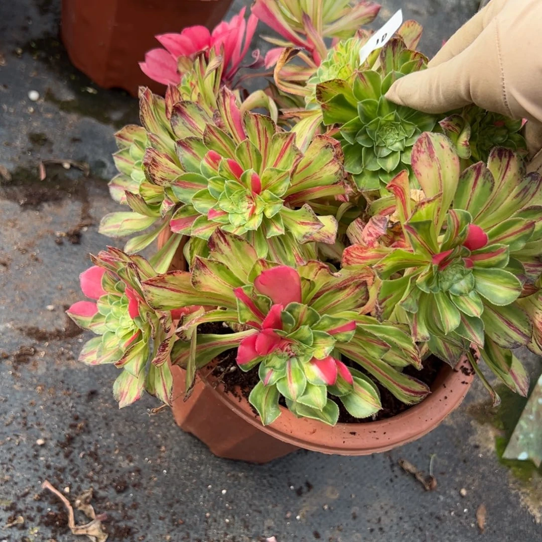 笑***生10知否多肉嘻嘻嘻嘻