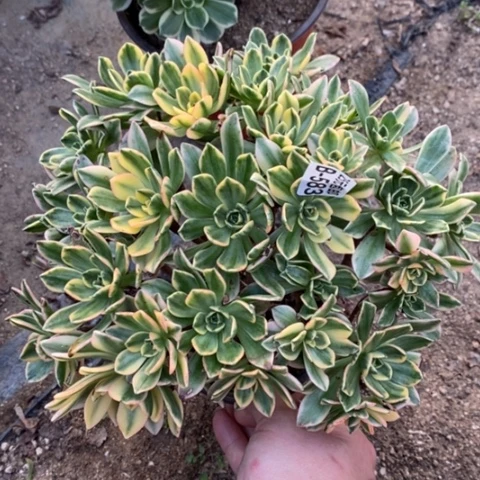 583甜茶满25包邮多肉