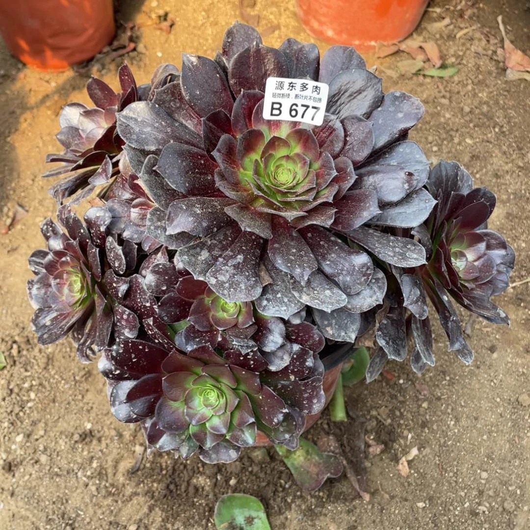 677欧紫多肉法师断枝不包