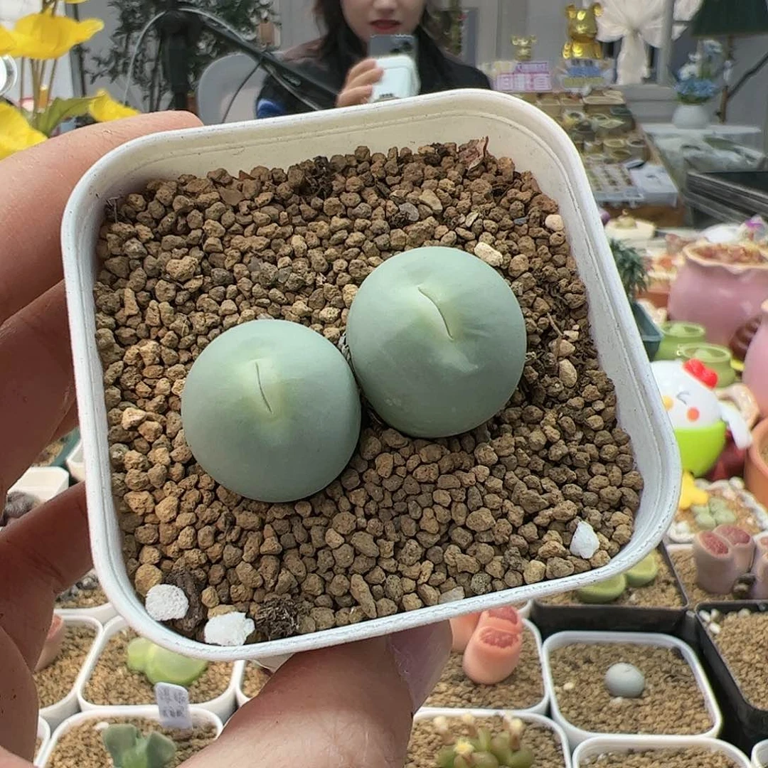 【闪购商品】155 双头鸽子蛋