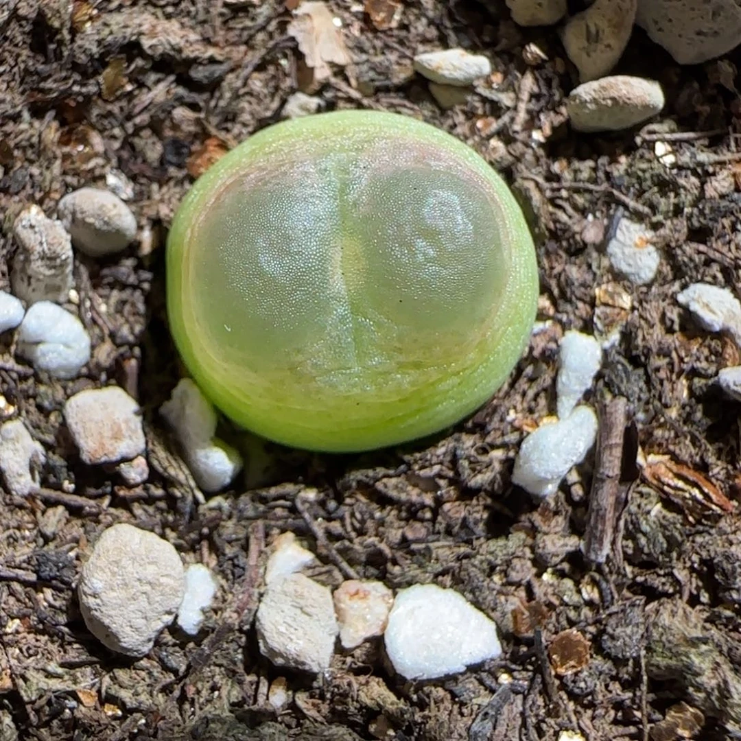 肉锥多肉植物组合-sh1200拉登1094