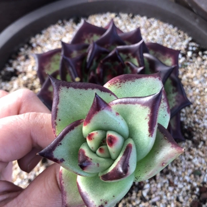 小脸圆宽基因00000000016