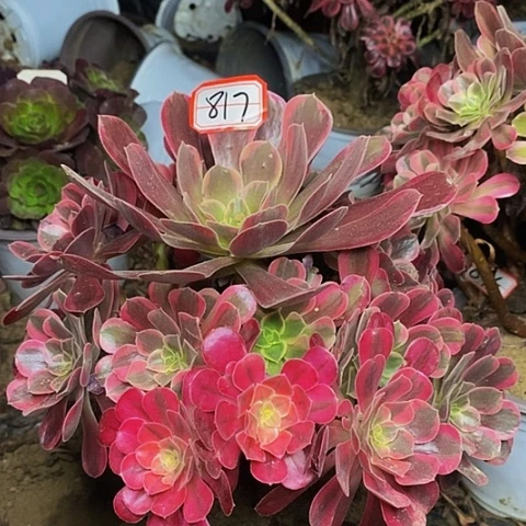 凤冠老桩捧花817号