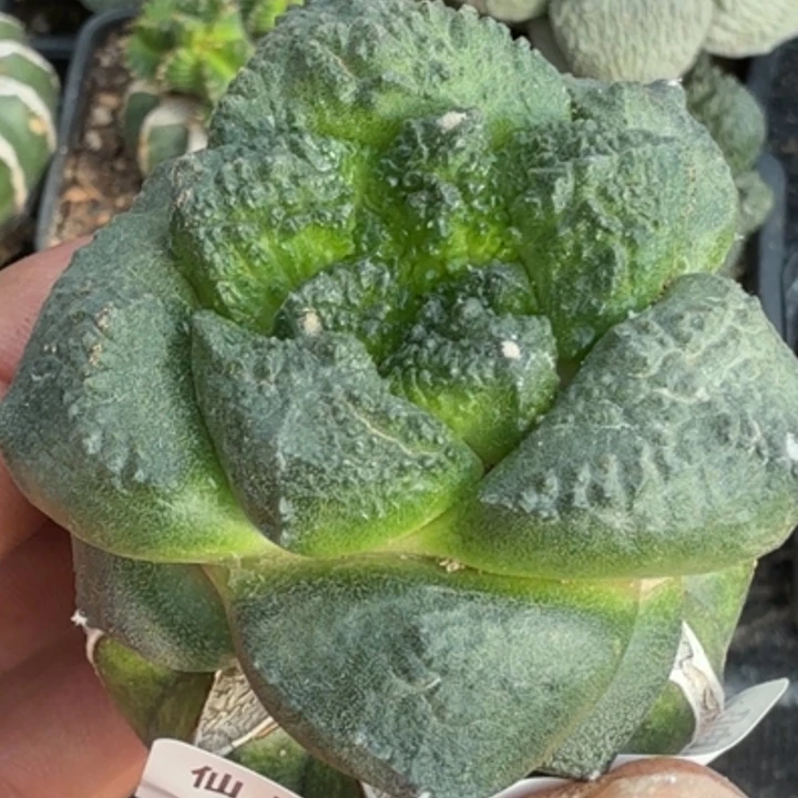 无花朵苗接龟甲连山111