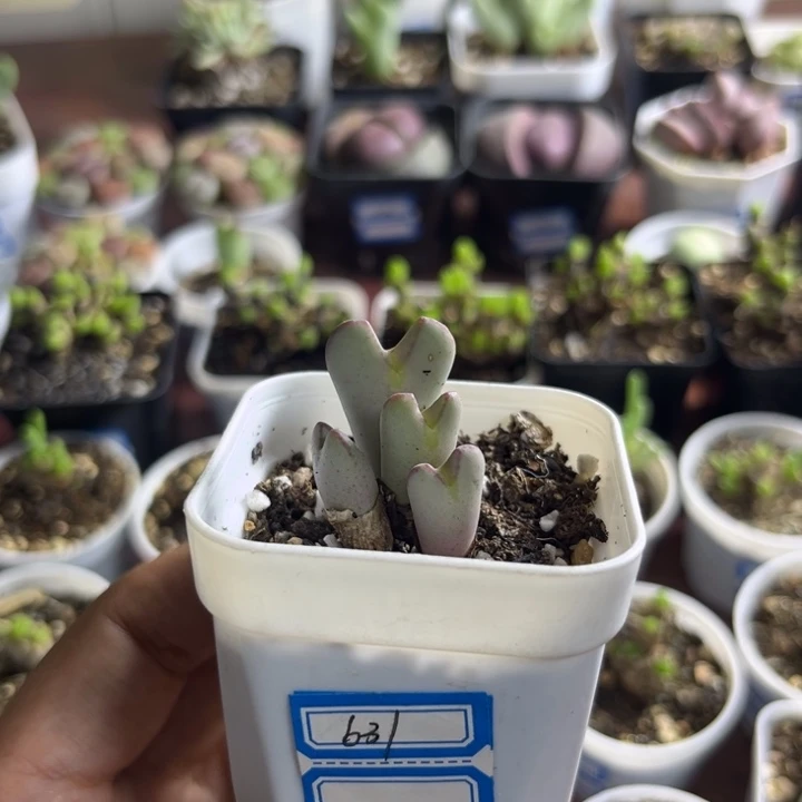 631 少将杂多肉植物