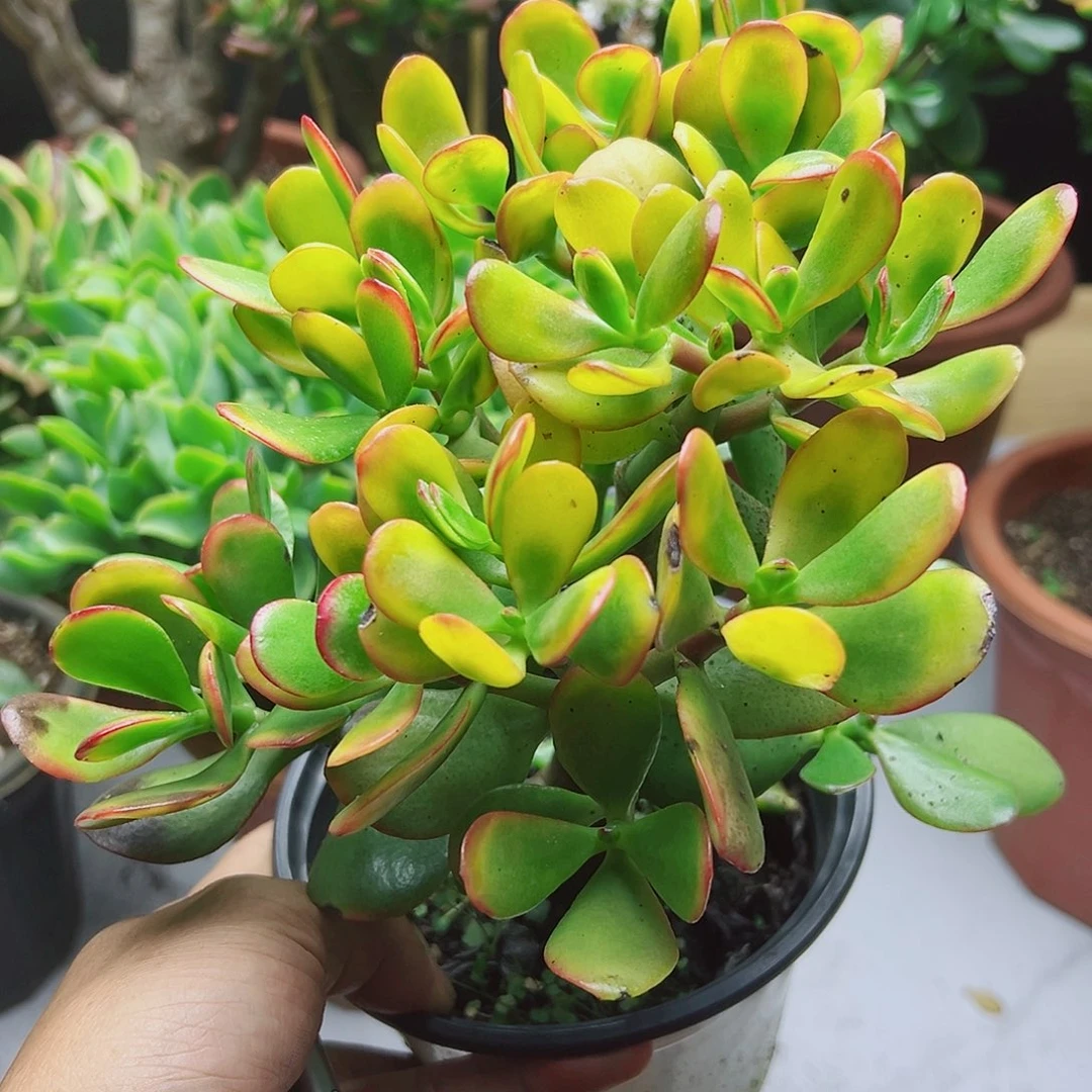 黄金花月带盆发货4434