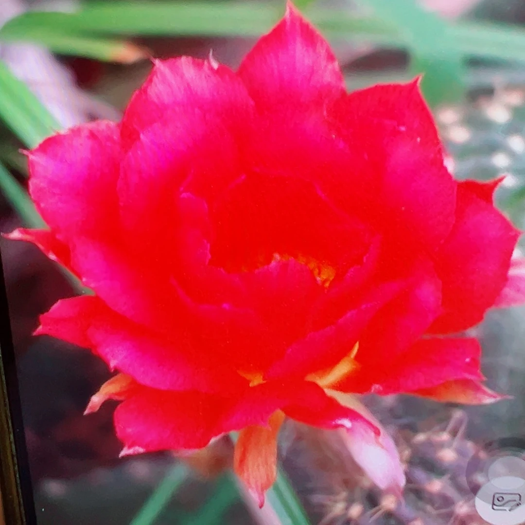 丽花 灵犀 侧芽 满20包邮