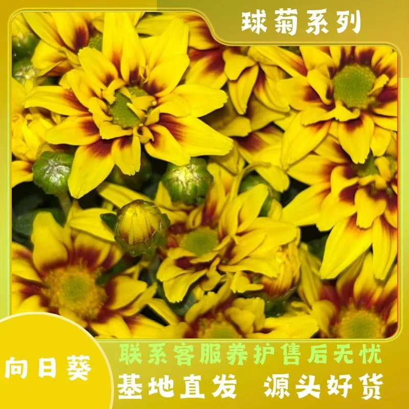 【向日葵】球菊多季节开花耐热耐晒耐寒室内室外地栽盆栽易养护