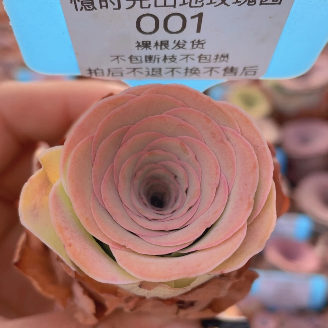山地玫瑰001裸根发货不售后