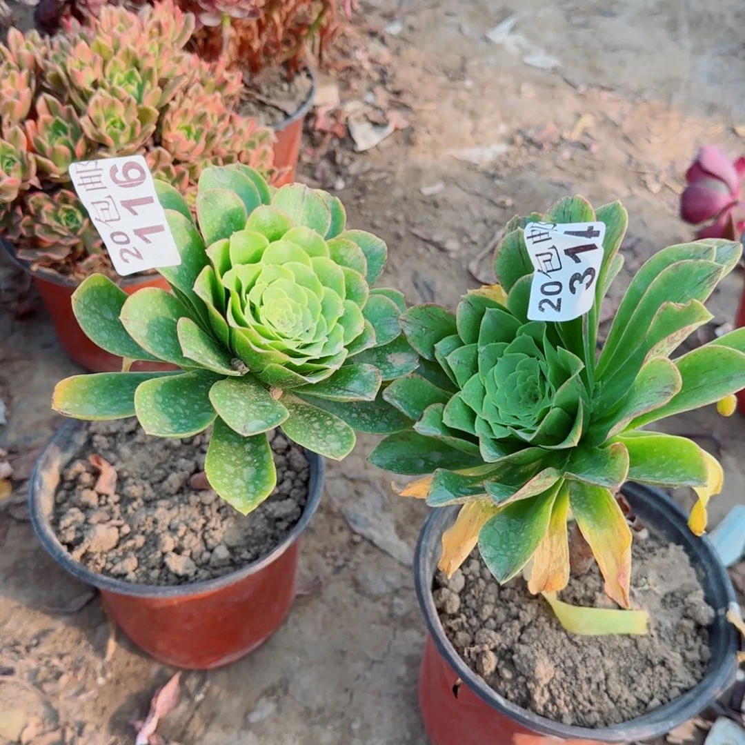 蓝色妖姬多肉314+116满20包邮断枝不包