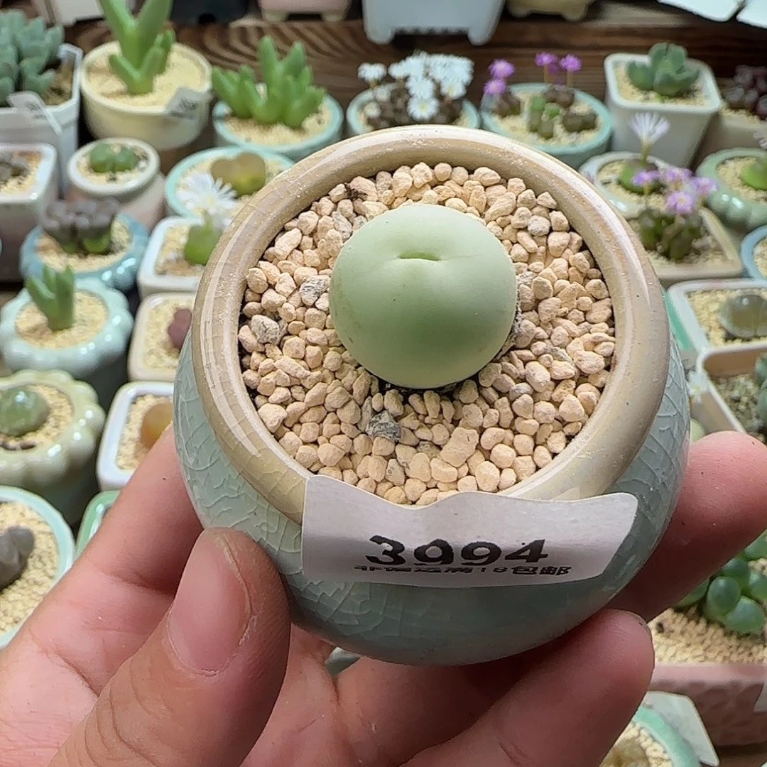 3994--一物一拍 带盆