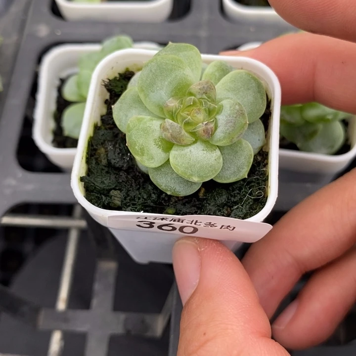 标360飘枝甜心一个