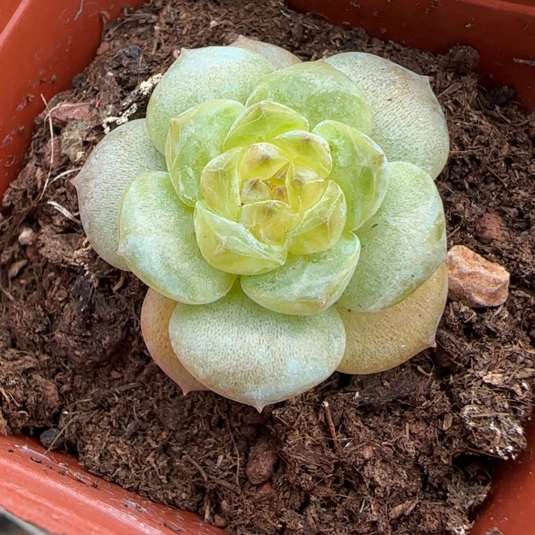 小卡拉米糖心一物一拍