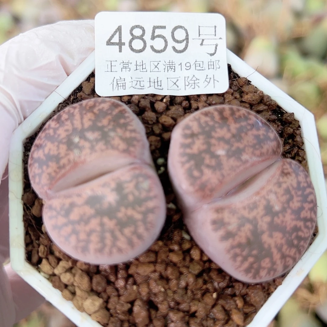 4859六年酒红大双头哦哦哦