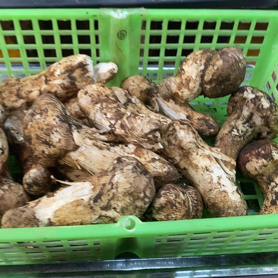 ****肉福利款中国大陆13号
