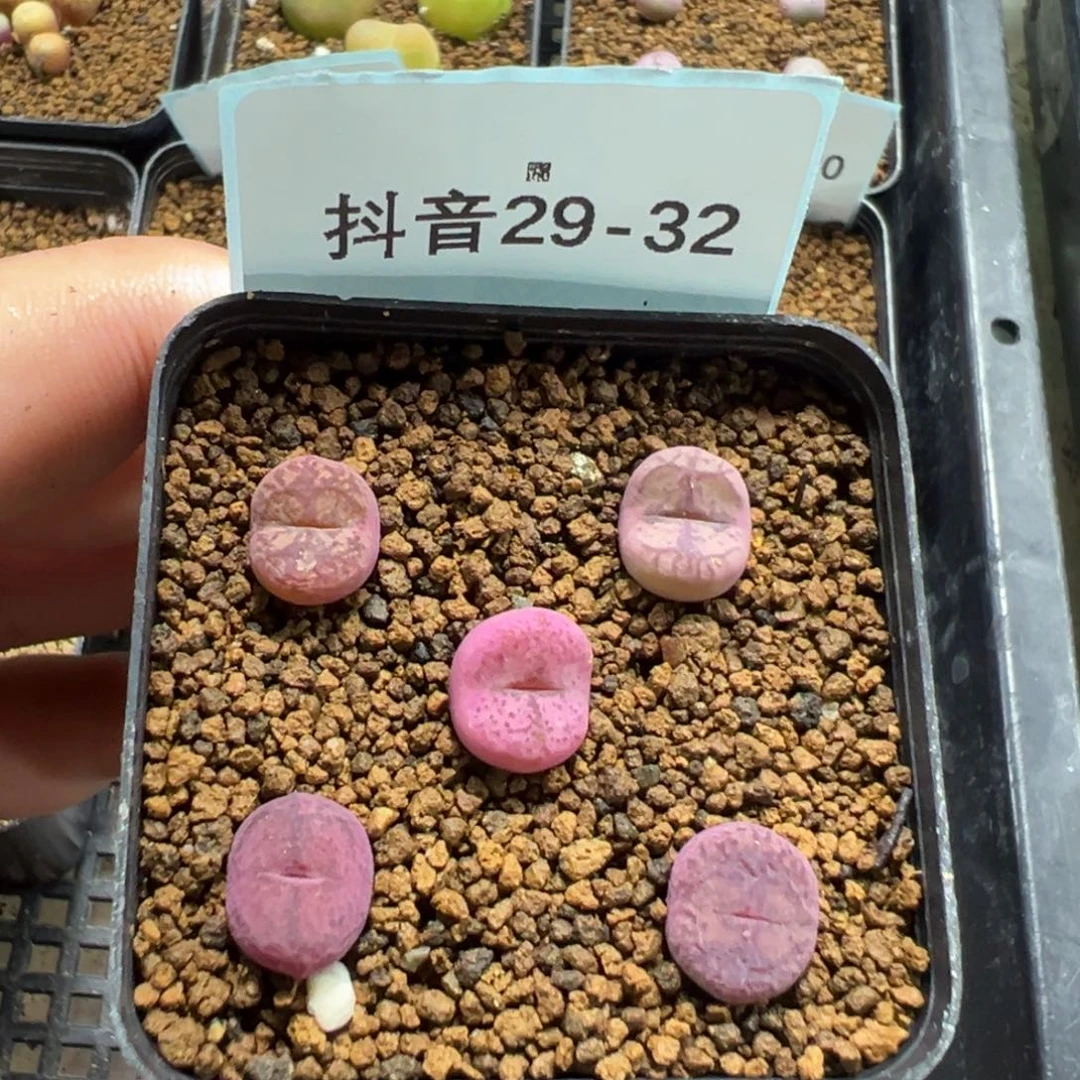 29-32毛杂多肉植物