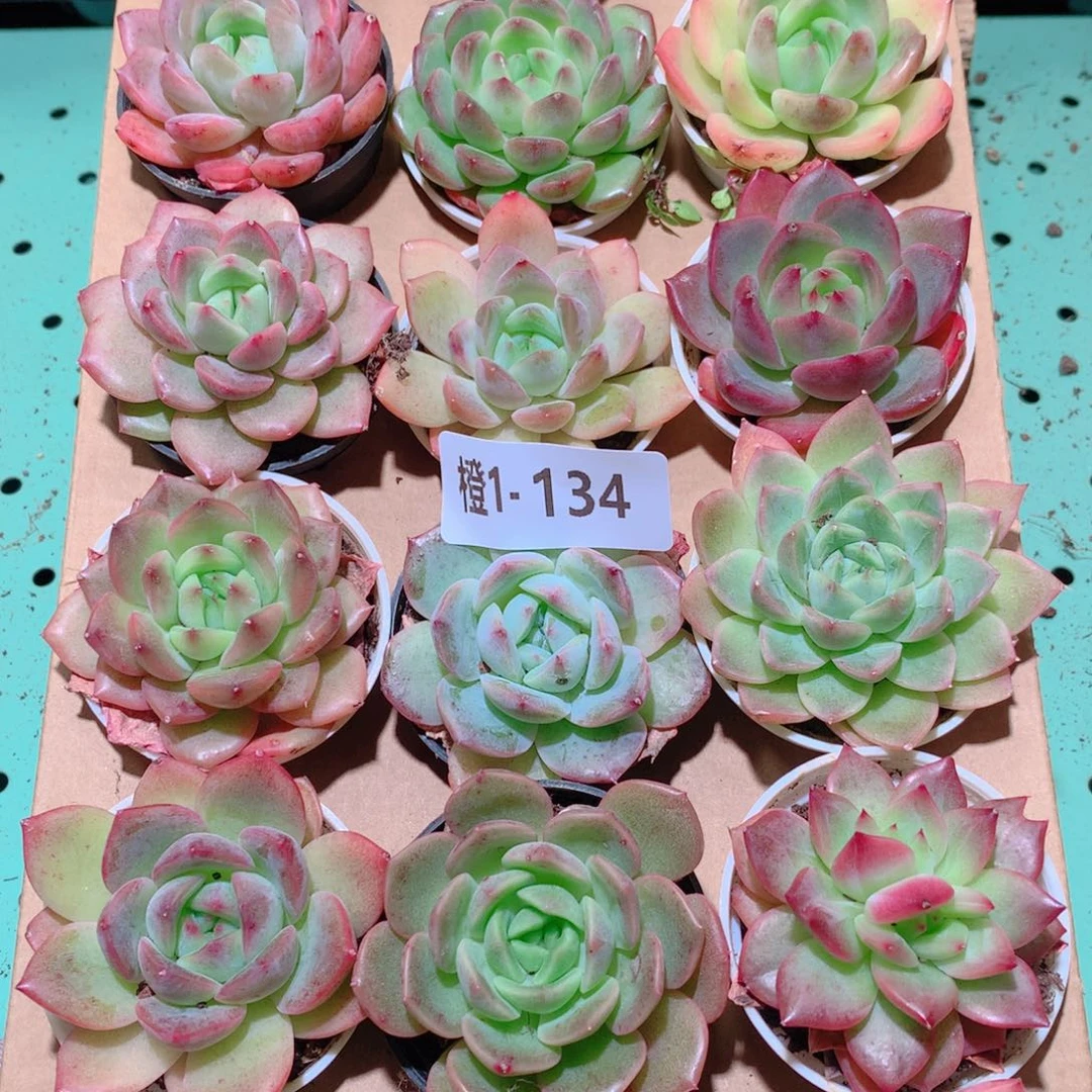 1-134一物一拍多肉带盆18颗
