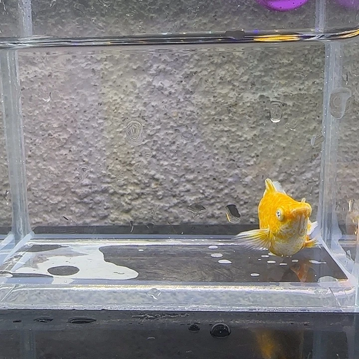 黑玛丽鱼樱花玛丽。68号