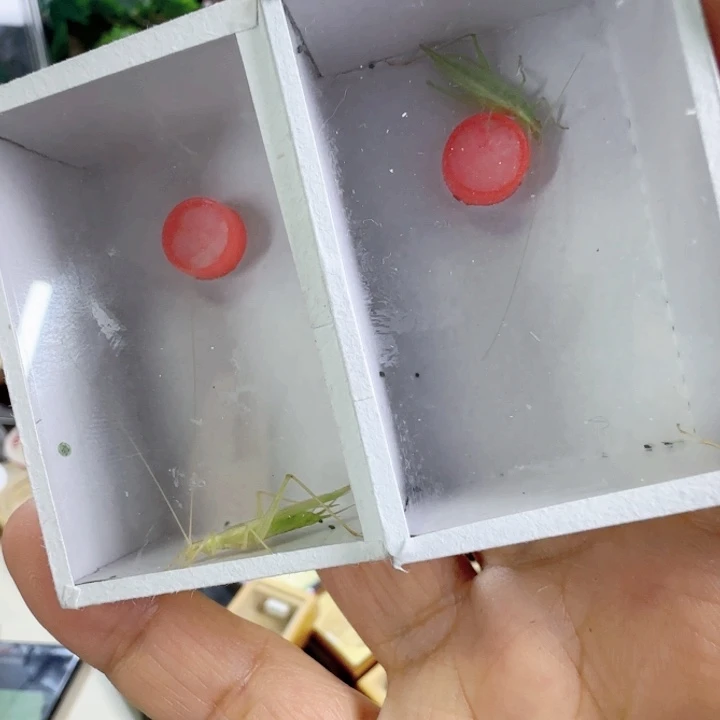 青竹2只啊啊啊啊啊