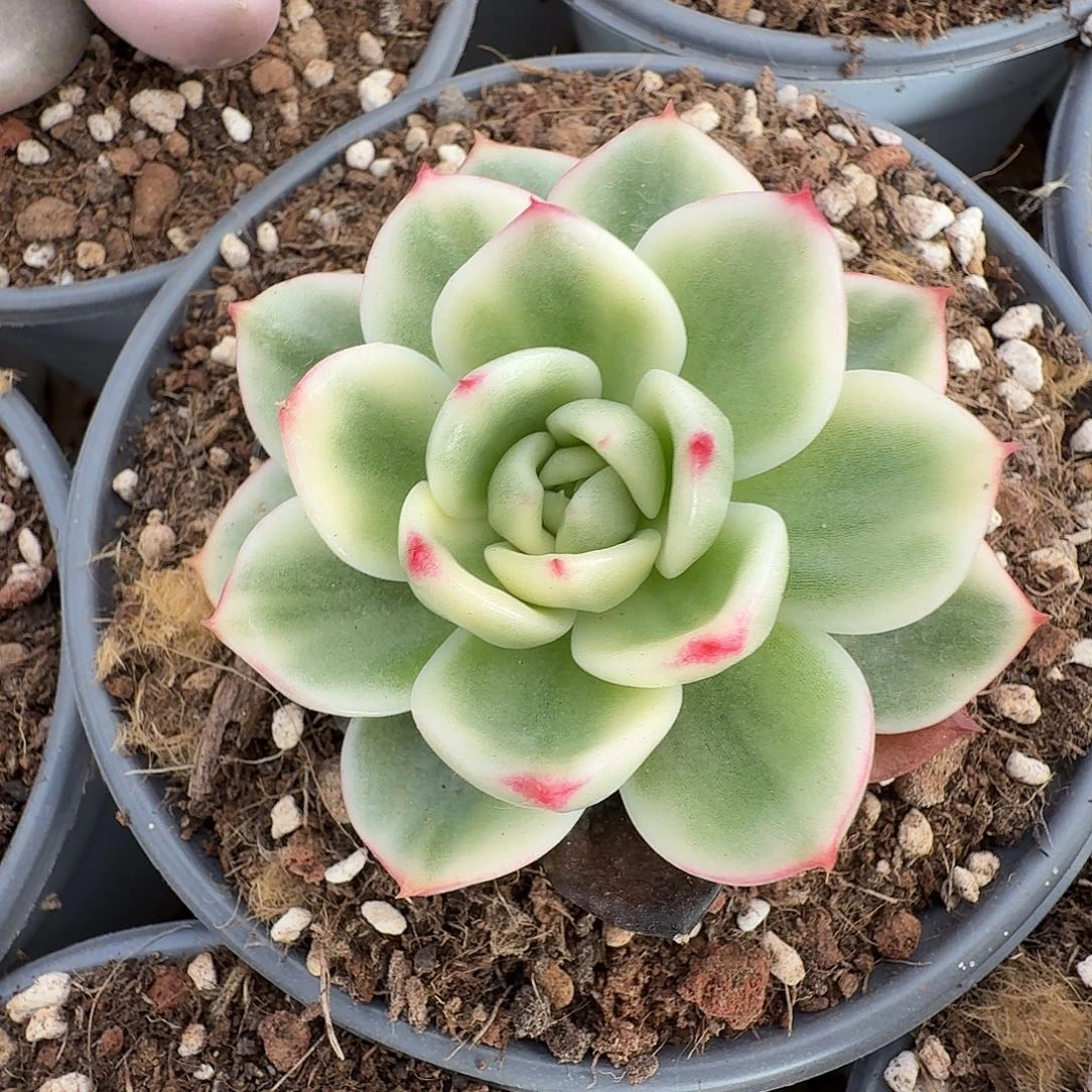 蔚蓝乌木111216-308