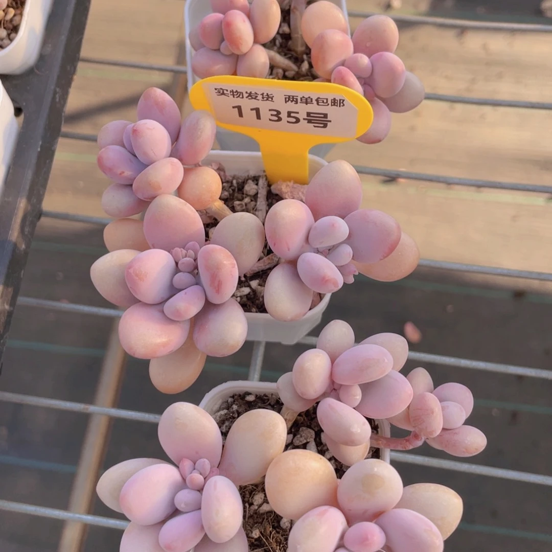 1135号 老桩粉桃蛋两个捡漏