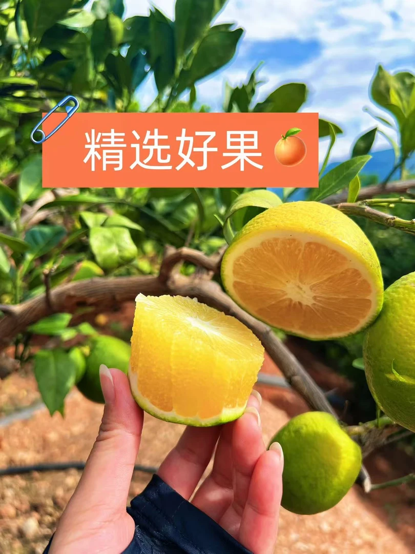 云南哀牢山冰糖橙青皮橙子多汁应季新鲜水果