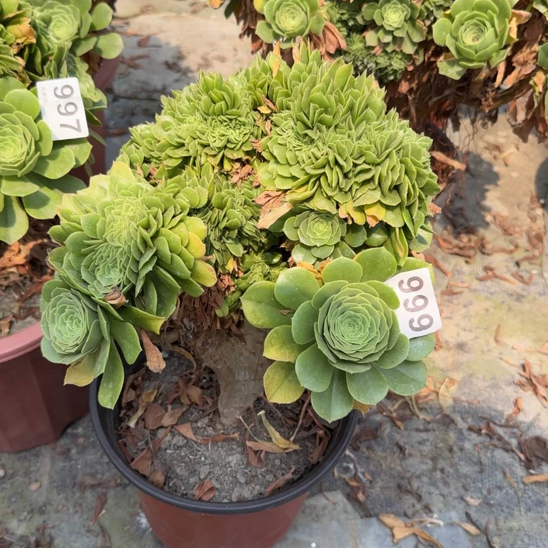 半****影999多肉植物绿缀