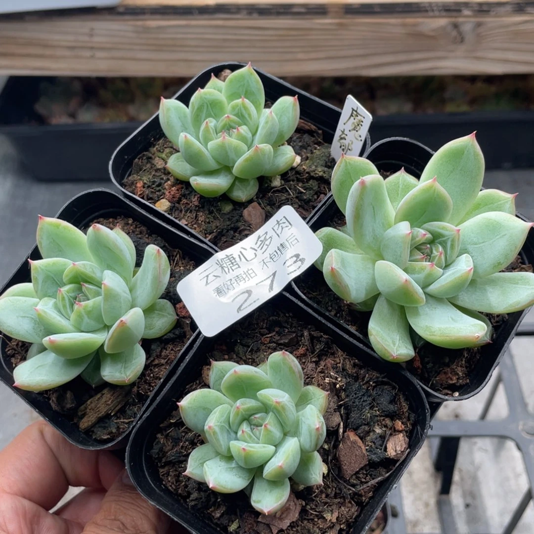 寞*寞云糖心多肉植物273