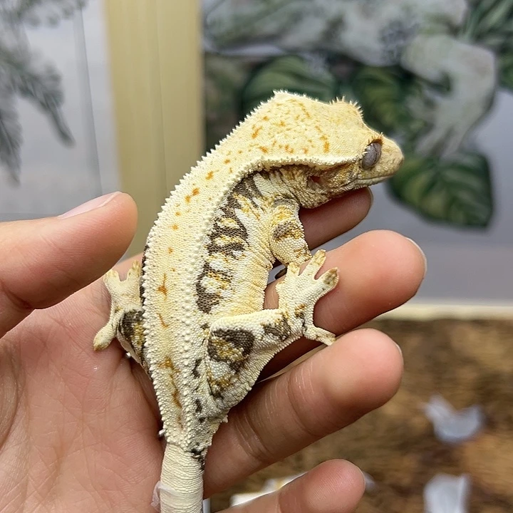 睫角守宫三色莉莉母23g