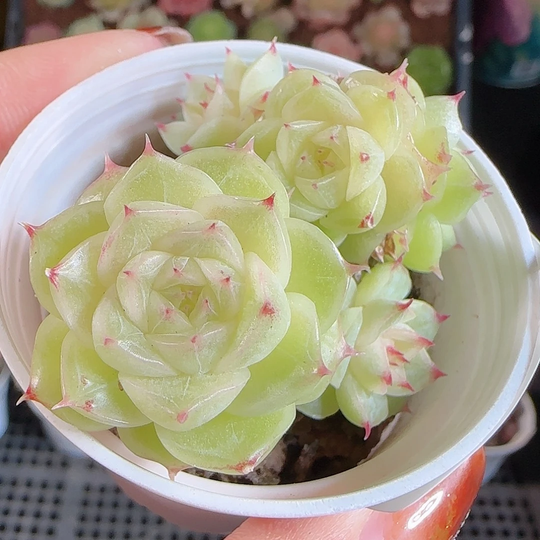 1107-11麦秆优选不包整