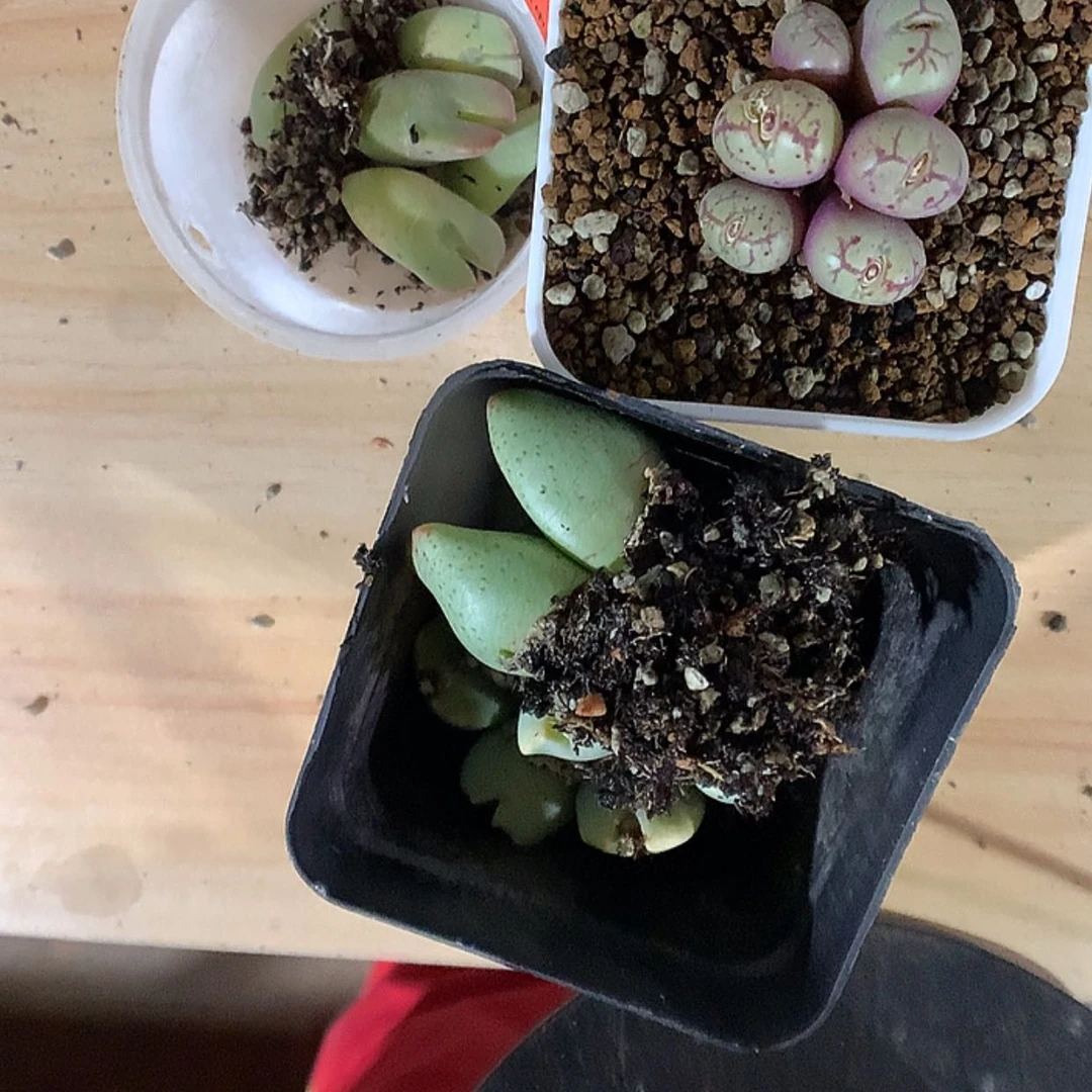 【闪购商品】2-11-42 组合3盆多肉160表