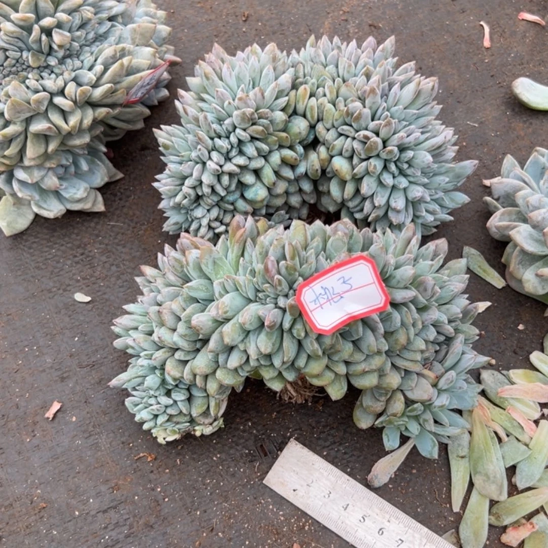 @**签1122222333333444444