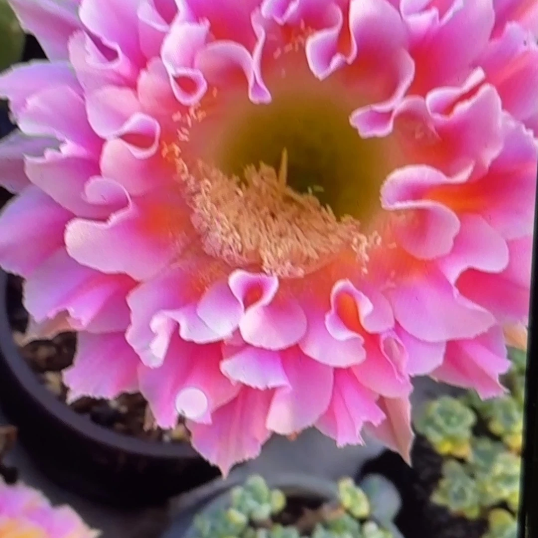 云端彩侧牙20包邮仙人球41