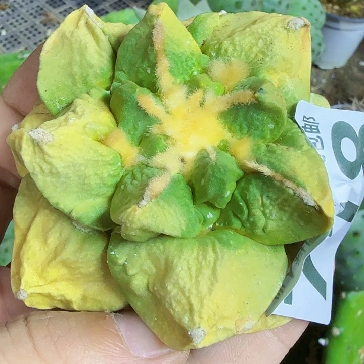 。***，无花朵福利自根锦718