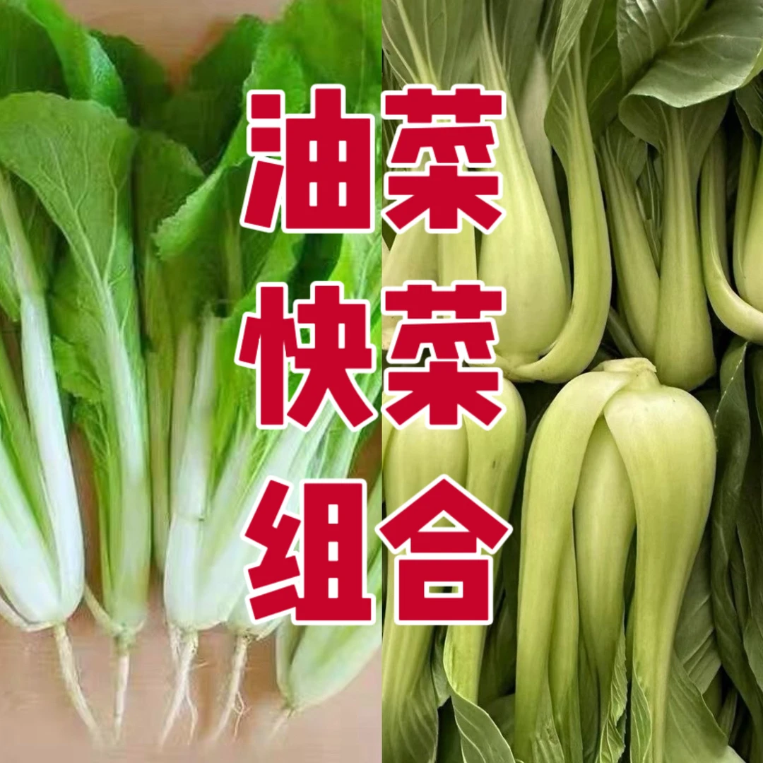 （蔬菜包）油菜小白菜绿叶菜组合