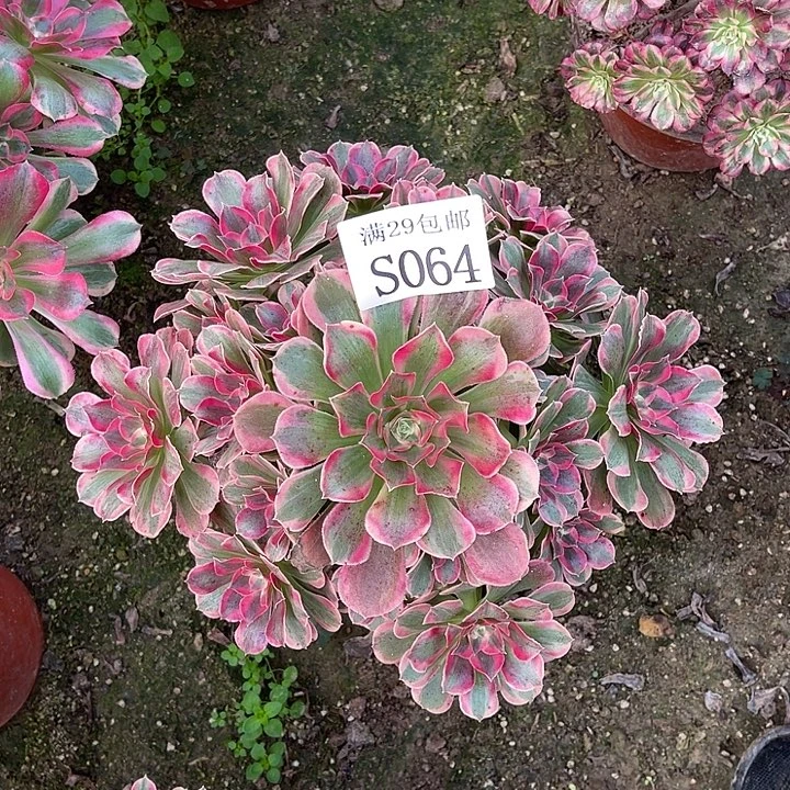 064粉女郎多肉植物
