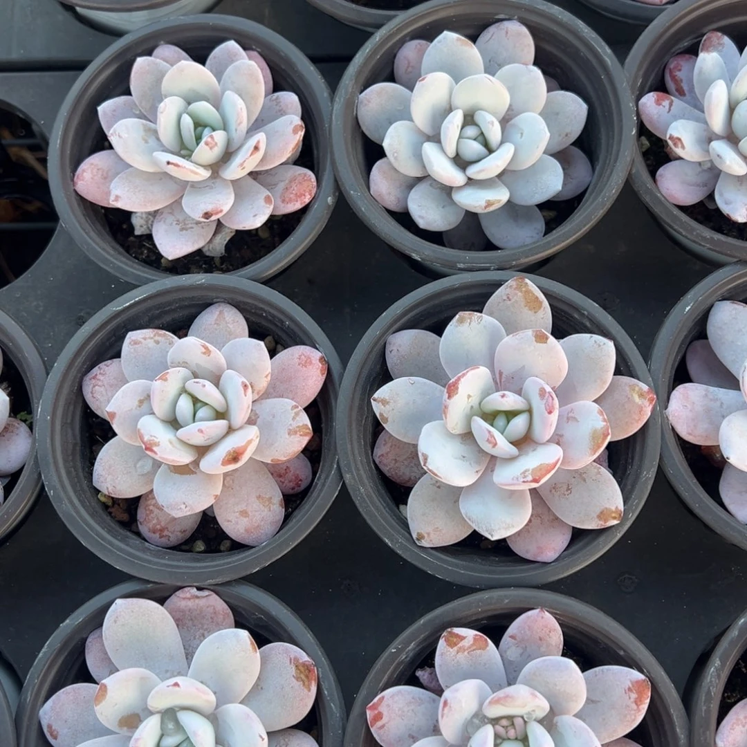 雪莲7cm到手1颗量拍多肉满18元包邮明天发货