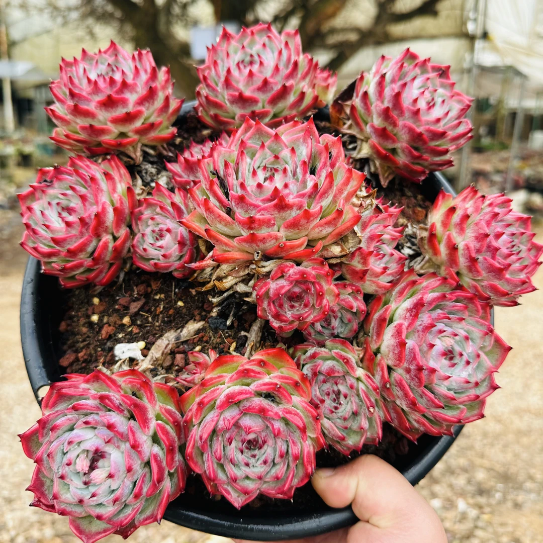 精控吉娃娃（不保整散）金金精品多肉植物