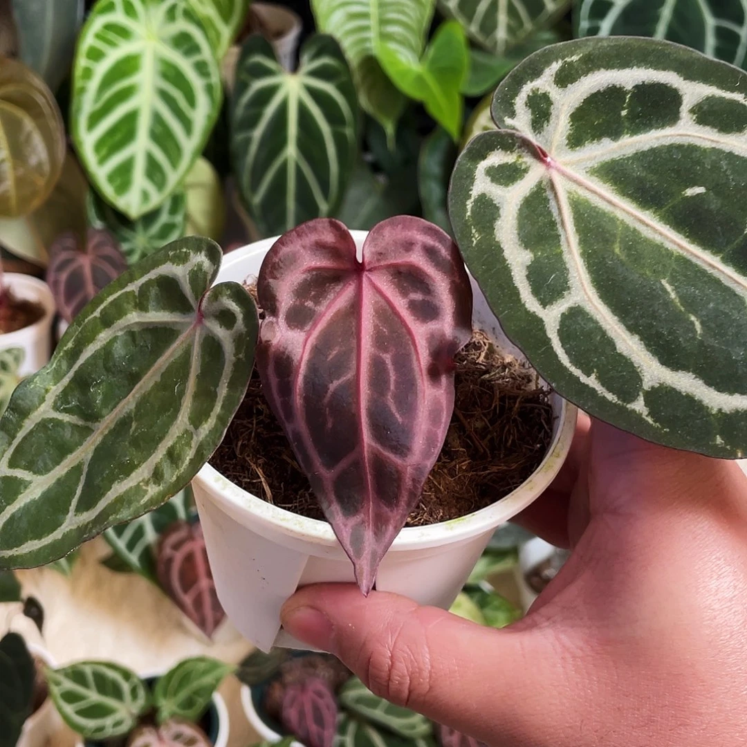 完全开放进口nse红水晶