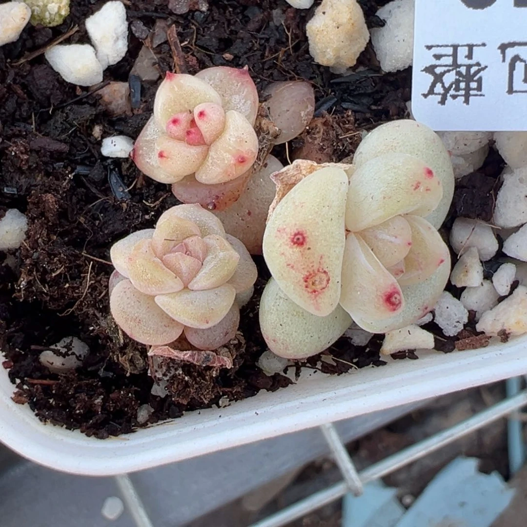 ?****萌小卡拉米糖心一物一拍30-73