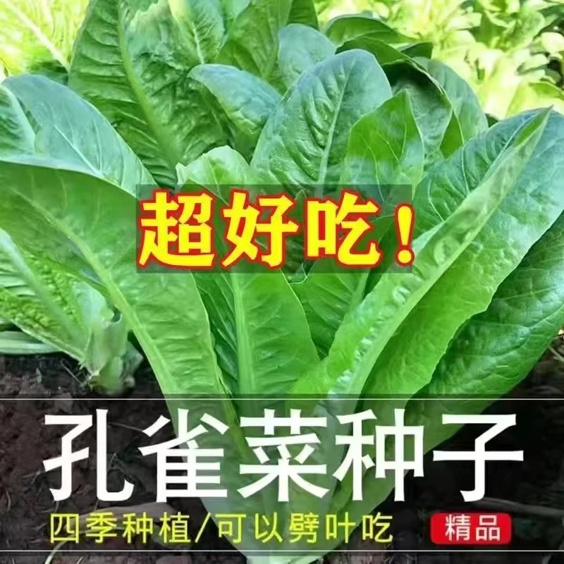孔雀菜种子生吃脆甜高营养四季罗马直立生菜种子盆栽阳台蔬菜种子