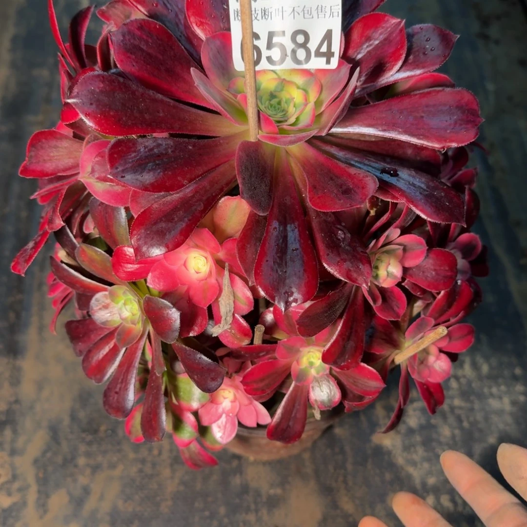 6584美杜莎多肉植物