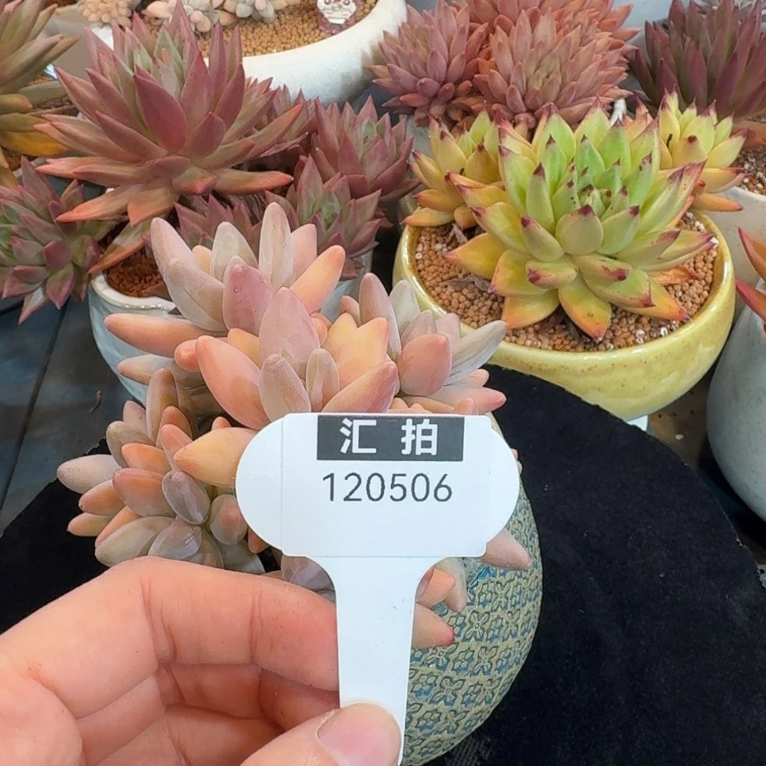 精品多肉植物120506