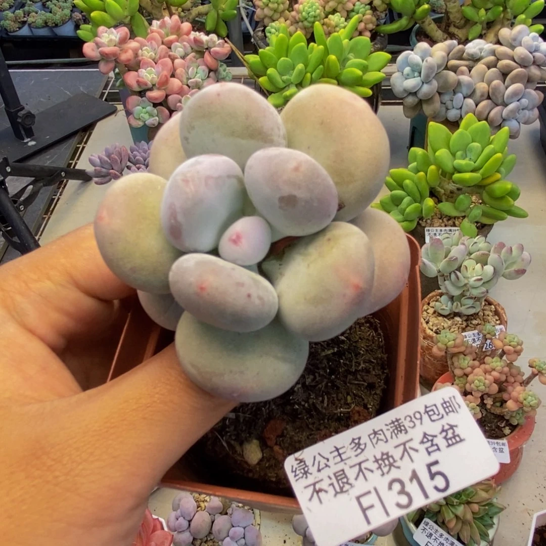 315大叶奶多肉5c m
