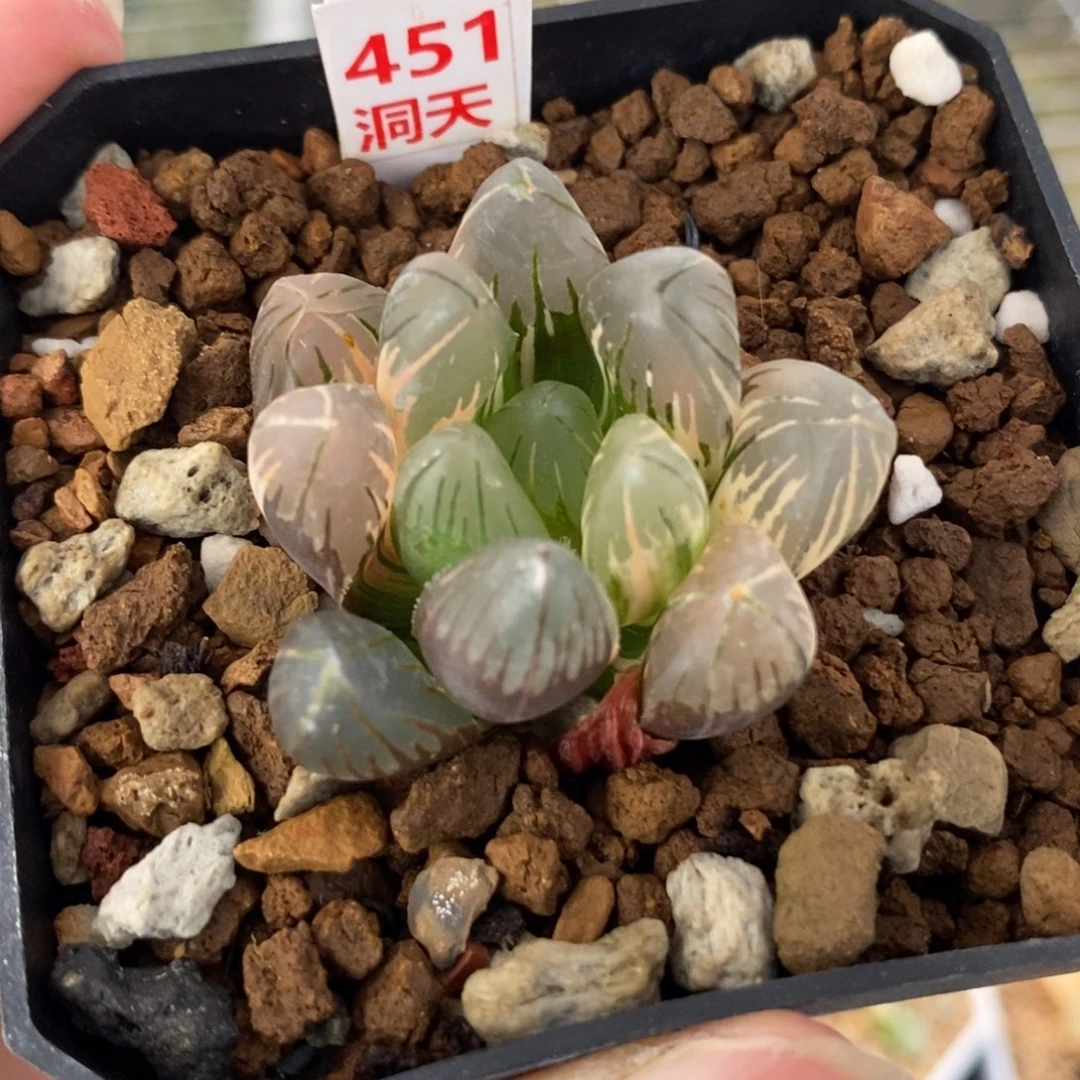 451黑葡萄玉露锦一物一拍