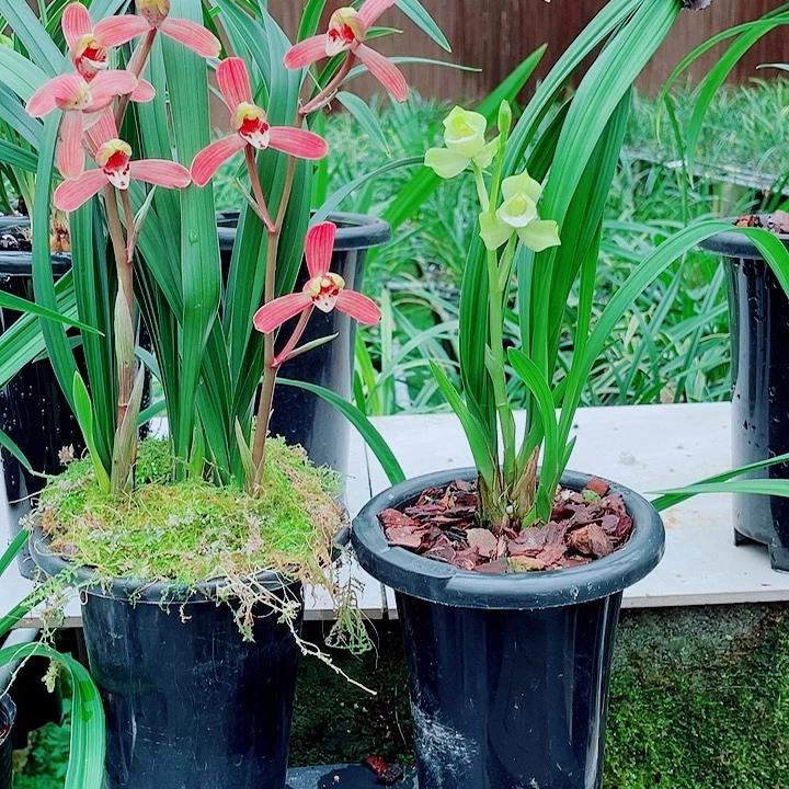 㴓***趝完全开放一物一拍