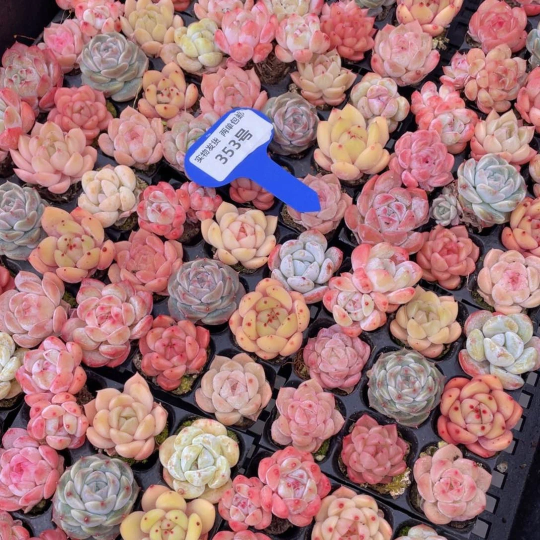 353号七彩小可爱组合九个