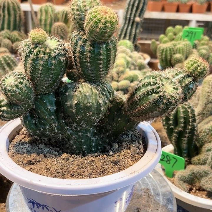 实生彩草怪球 圆盆土发货