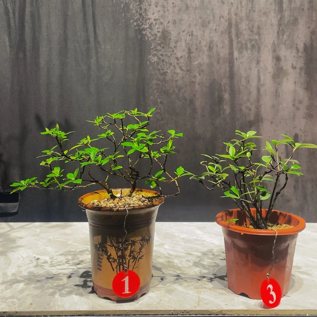 弘***林无花朵春花栀子花各一棵